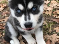 KALİTELİ ORİJİNAL KAN HATTI HUSKY