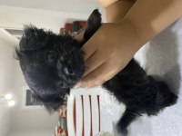 3 aylık tatlış pekinez yavrumuz