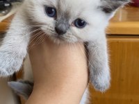 British Blue Point