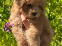 Yavru Toy poodle bebekler