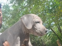 Cane corso blue bebekler