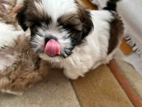 KÖPEĞİMİZ RİO YUVA ARIYOR