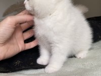Safkan British Shorthair Chocolatte Point Erkek
