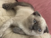Scottish fold blue point