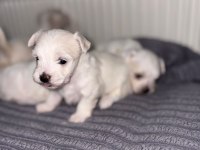 Safkan Maltese Yavrularım
