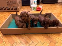Red Brown Toy Poodle Yavrular