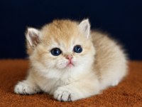 British shorthair ve longhair golden yavrular