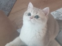 British Shorthair 3 aylık golden