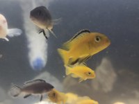 4-5 CM SARI PRENSES ERKEK TAKAZ OLUR