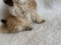 British longhair golden