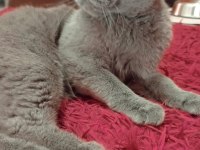 Scottish Fold Kızımıza Yuva Arıyoruz