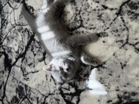 British shorthair 3 aylık kedimiz
