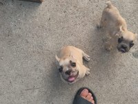 French Bulldog Köpeğimiz