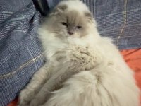 Erkek scottish bluepoint longhair