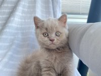 Teslime hazır british shorthair yavrular yuvasını arıyor