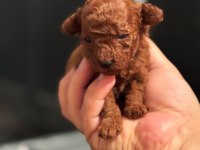 Baba kore anne toy red brown dişi poodle yavrular