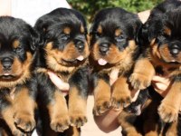 Sağlam Kan Hatlı Rottweiler Yavrular