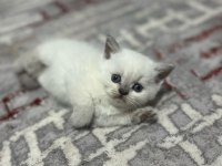 Oyuncu Safkan Sağlıklı british shorthair yavrular