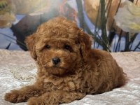 Tombik Toy Poodle Bebekler