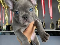 A kalite Blue French bulldog bebekler