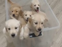 Baby Face Golden Retriever Yavrularımız