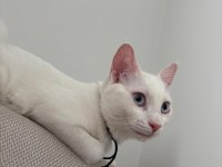 Mavi gözlü beyaz tekir kedi 5 aylık dişi
