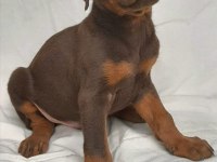 Efsane doberman yavrular