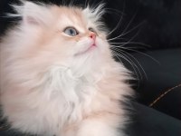 BRİTİSH LONGHAİR ZARAFETİ