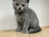 Mükemmel British Shorthair Yavrular Yeni Yuvasını Arıyor