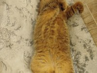 2 yaşında blue point puki dişi
