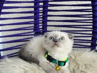 Scottish Fold Bluepoint Dişi Erkek Yavrular