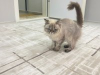 Doğduğundan beri bizde evimizin british longhair maskotu