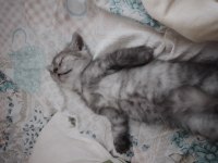 Yavru scottish fold kediler
