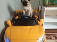 Pug Mops 0 Numara