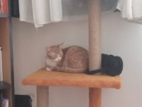 DEPREM BÖLGESİNDEN GELEN KEDİMİZE YUVA ARIYORUZ