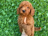 Poodle bebek köpekler