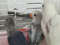 Ele Alıştırmalık Cennet Papağanı Yavrular