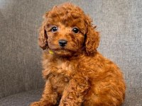 KIVIR KIVIR TOY POODLE YAVRULARI