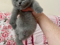 Sevgiyle Büyütülmüş British Shorthair Yavrular
