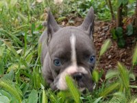 A kalite french bulldog yavrular