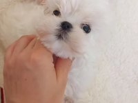 KORE MALTESE BEBEKLER ŞECERE BELGELİ