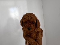 Toy poodle detay için iletişime geçebilirsiniz
