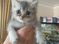 Birbirinden yakışıklı british shorthair kuzucuklarıma yuva