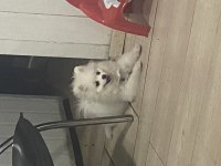 5 aylık pomeranian aşısı yapıldı kimliği var çiği takıldı