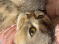 British shorthair bebeğimize dişi arıyoruz