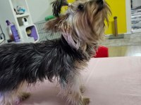 Dişi 8 aylık yorkshire terrier