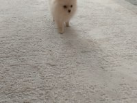 Pomeryan Boo 2 aylık dişi
