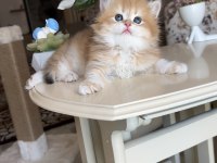 Golden ny12 dişi British Longhair Show kalite
