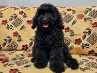 Harika Poodle Ev Ortamına Alışık