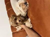 A kalite maltipoo bebekler